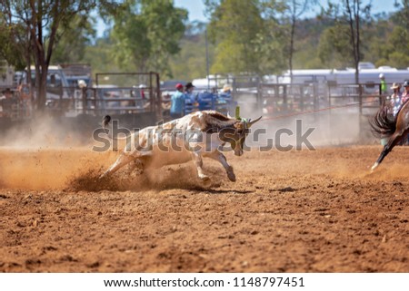 Calf being lassoed in a team calf roping event by cowboys at a country rodeo