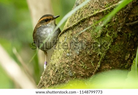 Tiny Bird, Bornean Stubtail
