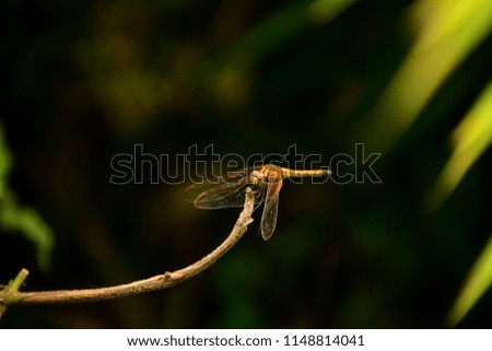 Close up of a yellow dragonfly on a black background.

Dragonfly in the dense forest