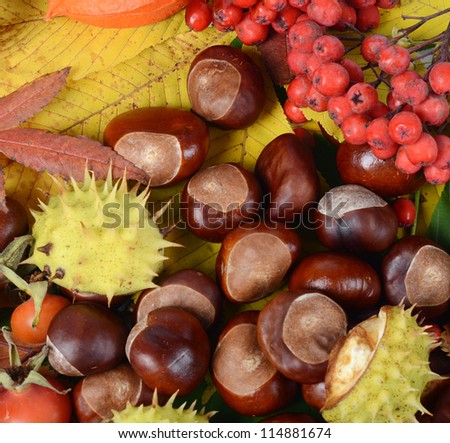 Chestnuts on autumn leaves as a background