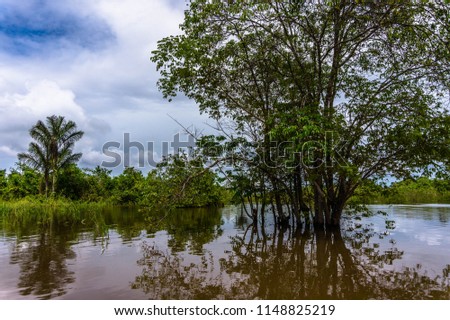 Reflections of a tree on the river, Iquitos, Peru.