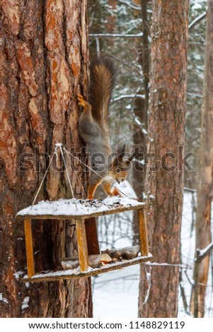 Red squirrel in the winter forest sits on the feeder and there are sunflower seeds.
