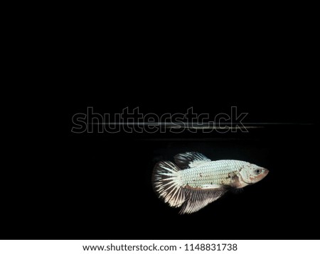 Betta fish, Betta splendens, Siamese Fighting fish on black background.