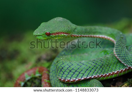Pope's Green Pitviper snake (Trimeresurus [Popeia] popeiorum) in forest Thailand