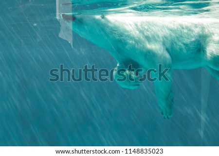 white bear in the zoo, swimming under the water
