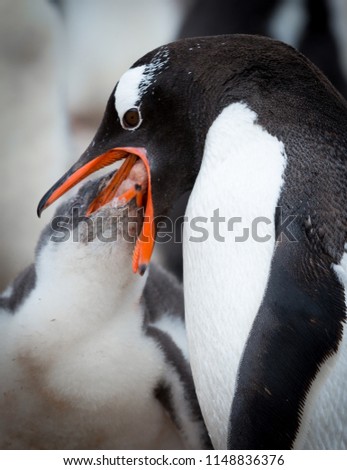 A gentoo penguin in Antarctica feeding it chick