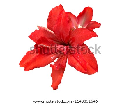 Red amaryllis flower blooming isolated with clipping path on white background