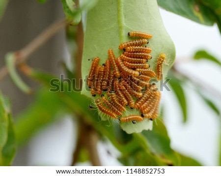 Closeup of small young leafworms or cutworms on green leaf background