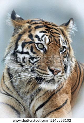 Portrait Of A Tiger