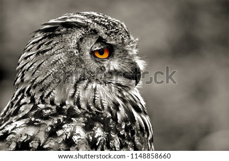 Portrait Of A Great Horned Owl
