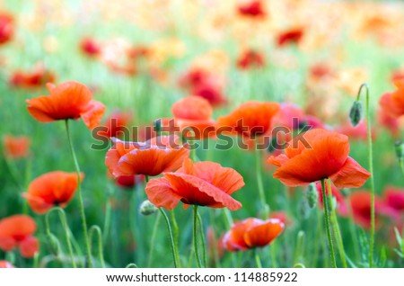  red poppy on cereal field
