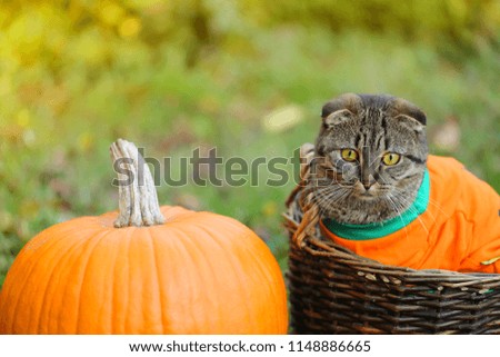 Cat and pumpkin. striped Scottish Fold Cat in the orange jacket and orange pumpkin on the grass with yellow leaves. Halloween. Autumn season.Autumn time