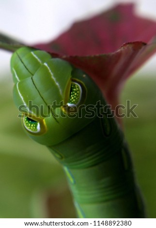 close up, macro view of a small colorful - yellow green red color - caterpillar, lava,  crawling insect  on a green plant - leaf - stem in a home garden in Sri Lanka
