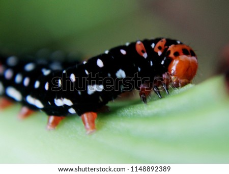 close up, macro view of a small colorful - yellow green red color - caterpillar, lava,  crawling insect  on a green plant - leaf - stem in a home garden in Sri Lanka
