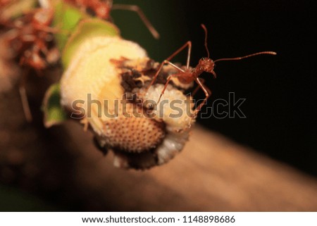 red ant on flower