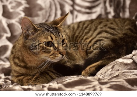 young striped brown cat on the sofa