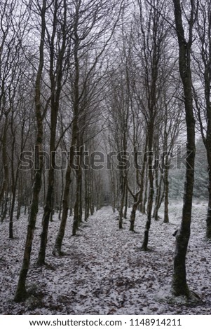 Winter wonder forest land