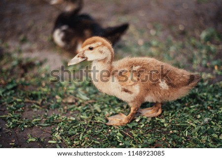 Duck and eight duckling is eating a food.