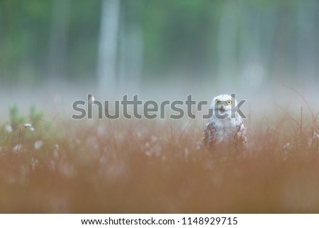 Snowy owl on a meadow, beautiful snowy owl
