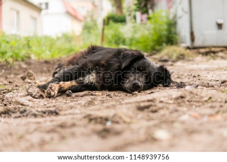 Homeless black dog lies on the green grass and look in camera.