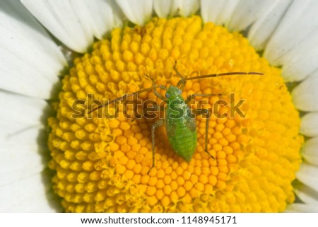An Alfalfa Plant Bug nymph resting on the disk of an Ox-eye Daisy flower. Also known as a Lucerne Bug and it is invasive in North America. Todmorden Mills Park, Toronto, Ontario, Canada.