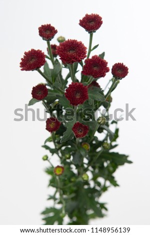 Chrysanthemum Indicum Grp spray santini Calimero Red