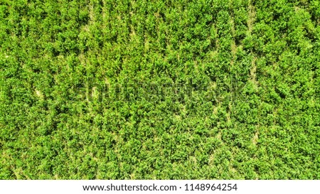 Aerial from drone green grass texture background