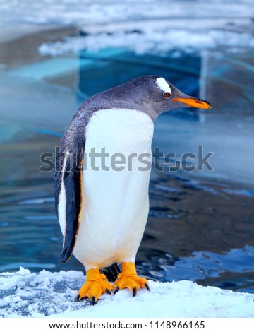 A penguin is standing on the ice and water in background.