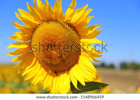 Sunflower in provence
