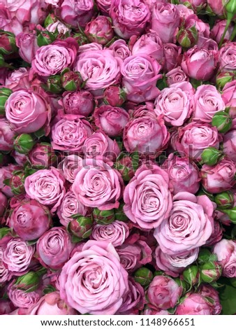 small pink shabby roses for background
