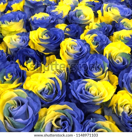 concept ukrainian blue and yellow roses top view