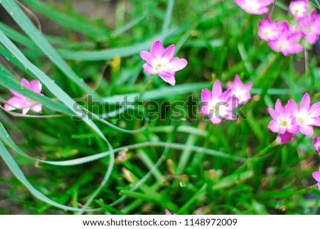 Pink flower of rain lily or Zephyranthes Lily