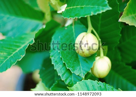 White Magnolia coco 