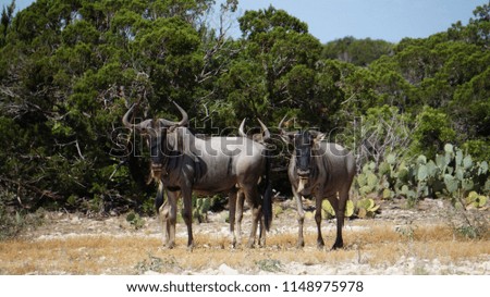 close up of a small wildebeest herd in the wild