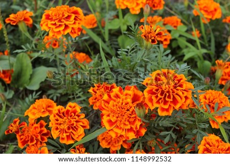 Flowers marigolds (lat. Tagetes). Background floral.