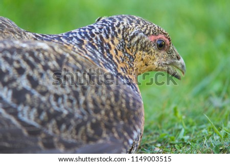 Capercaillie - closeup of a female lying in the grass