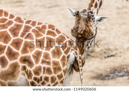 Funny scene of a giraffe sniffing the tail of another giraffe against a blurred brown background, long neck, brown skin with black spots, sunny day in the zoo