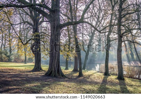 Wooded landscape with bare trees among sparse grass with a stream in background, sunlight breaking through the mist, cold morning on a wonderful day in the city of Bruges, Belgium