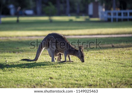 Kangaroo with baby eating grass