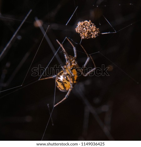 Spider Brown on Spiderweb