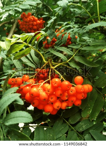 Bright photo of a ripe red mountain ash