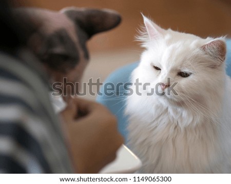 A white persian cat looking at a food that people feed for another cat.