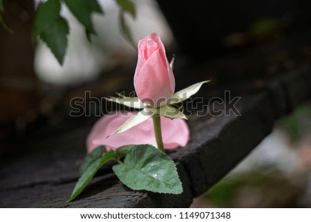 Damask Rose flowers on wooden background.