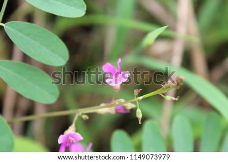 Pink flowers. Royalty free, high quality, free stock image of beautiful small color full Wild flowers blooming on morning in nature, macro
