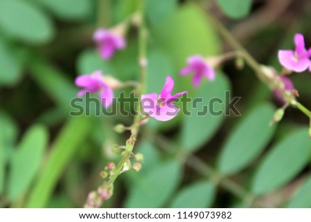 Pink flowers. Royalty free, high quality, free stock image of beautiful small color full Wild flowers blooming on morning in nature, macro