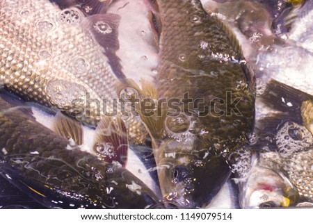 Fish background in bubble water