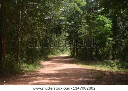 earthy road through green wood as background