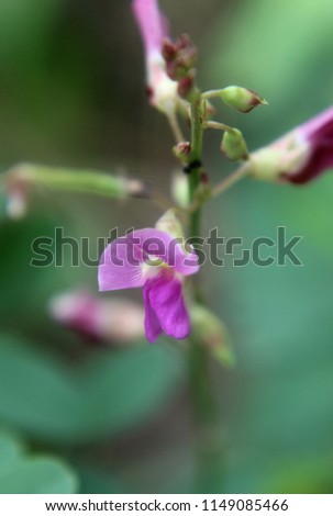 Macro portrait Pink flowers. Royalty free, high quality, free stock image of beautibul small color full Wild flowers blooming on morning in nature,Odisha, India