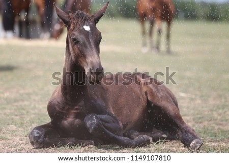 Filly bathing in the wet dust and mud after shower in the corral ground hot summer day
