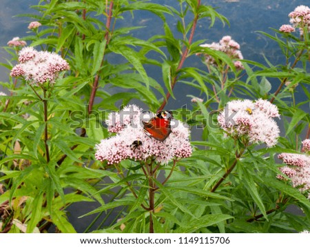 Butterfly on wild flower at waterside